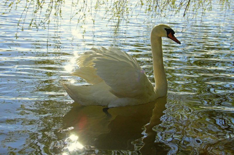 Весна лебеди на озере