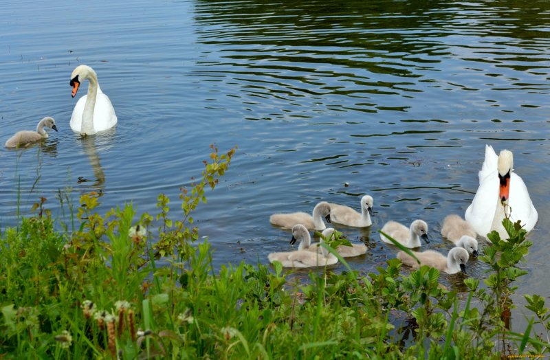 Лебеди на озере осень
