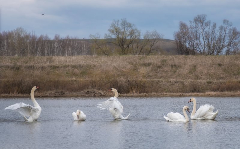 Лебеди на пруду с кувшинками