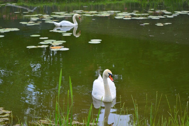Парк Санкт-Петербург лебедей