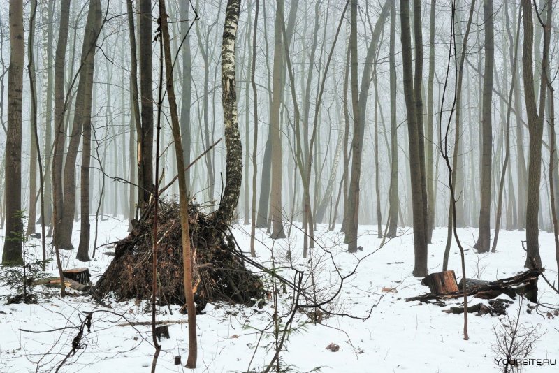 Шалаш в лесу зимой