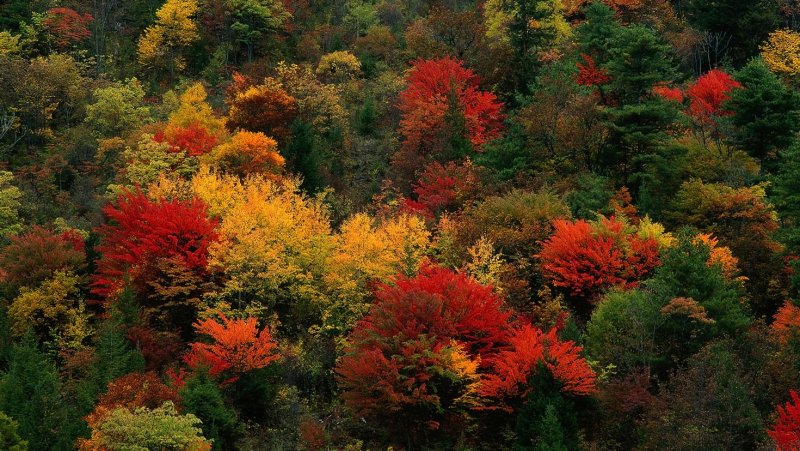 Осенние разноцветные деревья