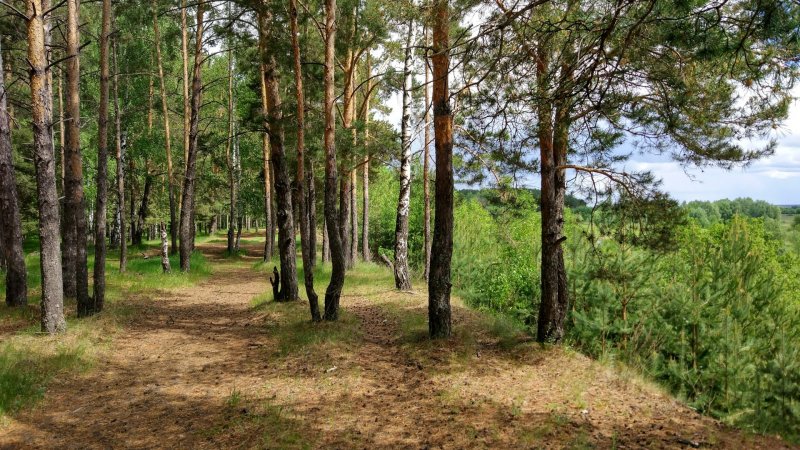 Сосновый Бор Костромская область лес