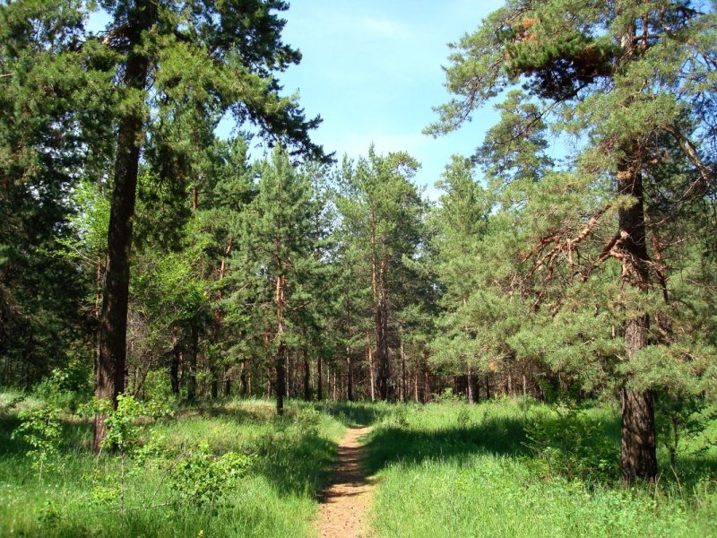 Сосновый лес Тамбов