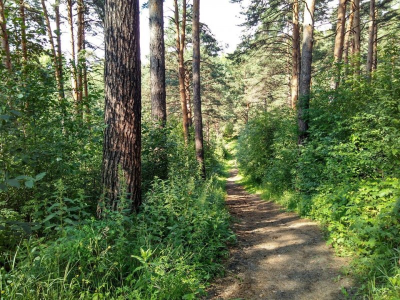 Сосновый лес Каялов Бор