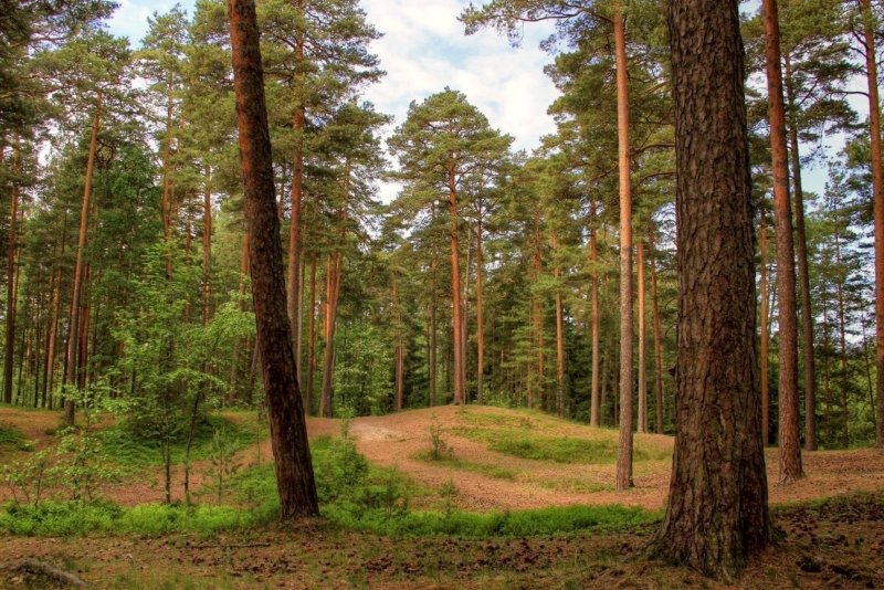 Сосновый Бор лес Курск