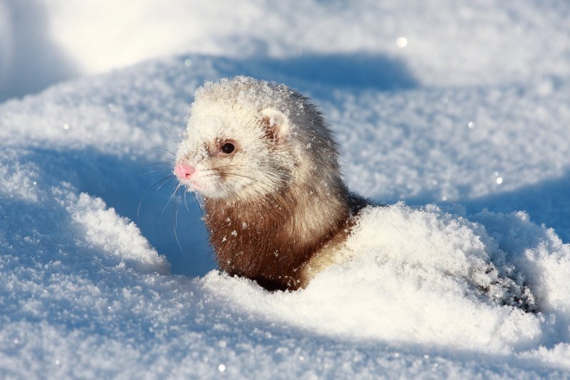 Милые животные в снегу