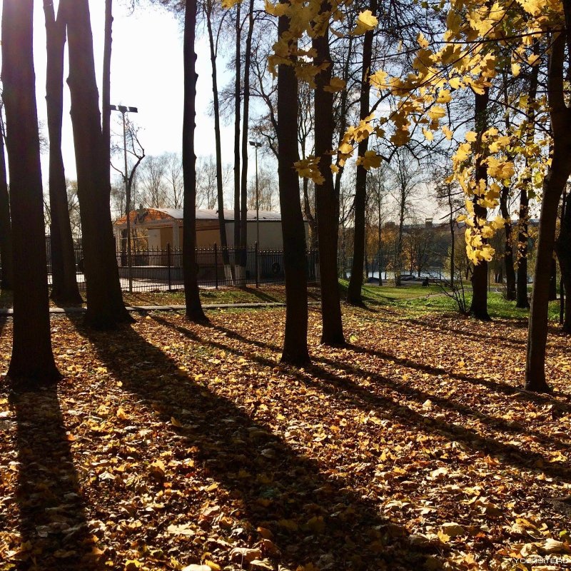 Раменское парк осень