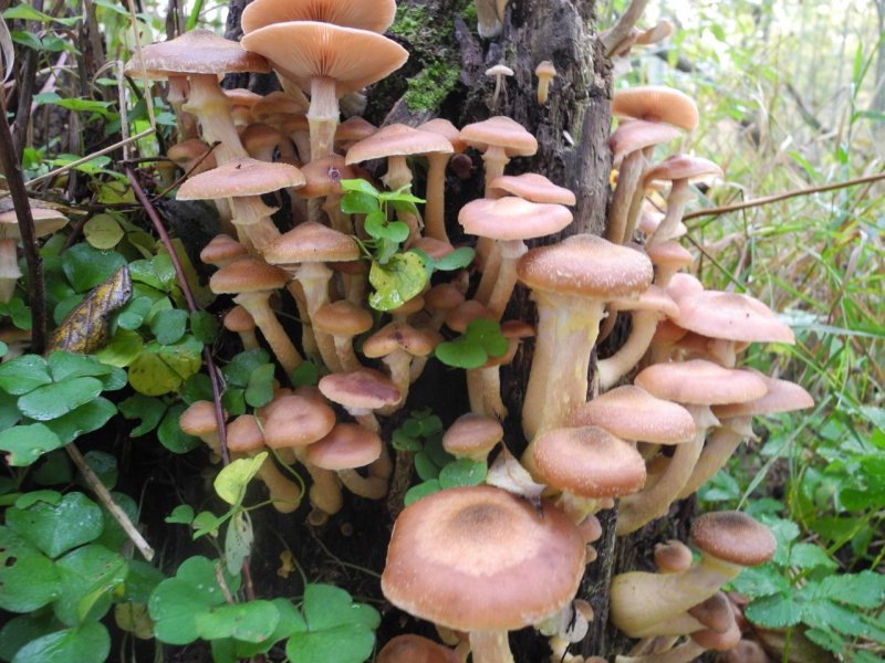 Сбор грибов опята осенние