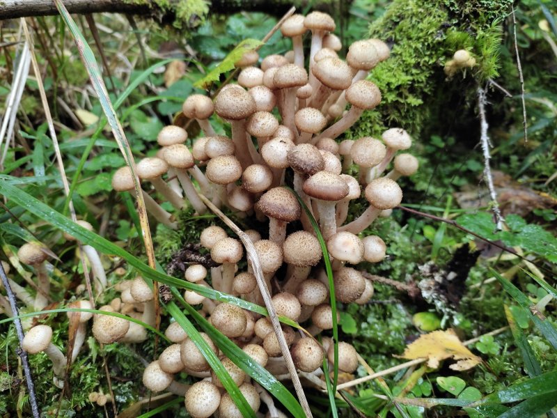 Опята грибы переростки