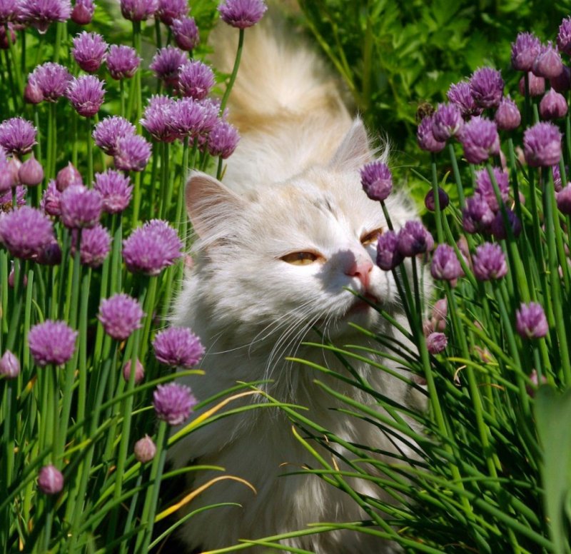 Кошка в саду