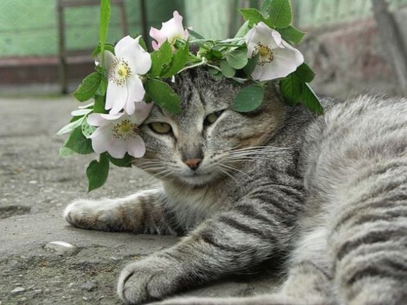 Коты весной