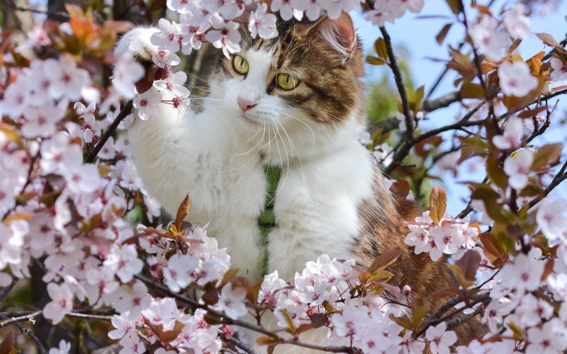 Весна коты