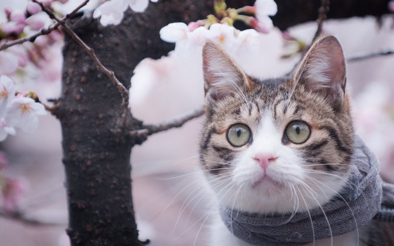 Кошка в цветущем саду