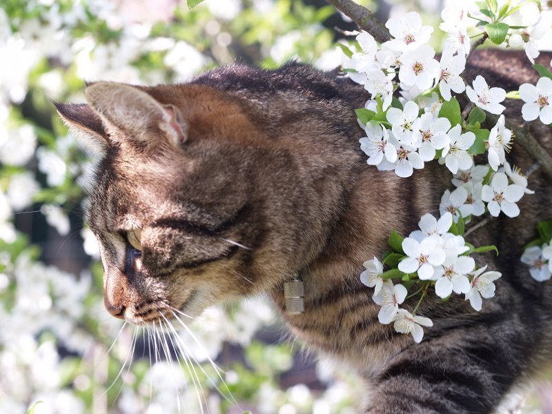 Кошки весной