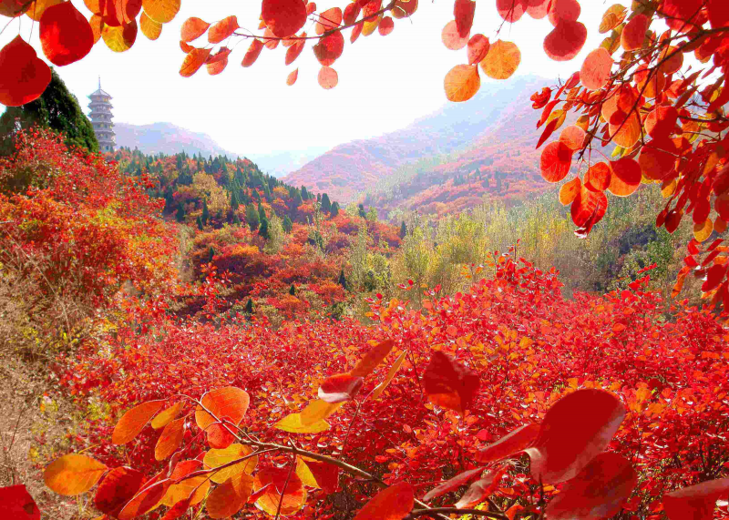 Долине красных листьев Цзинань