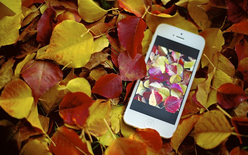Осенний фон для айфона