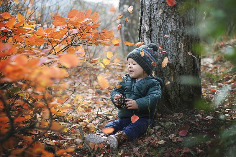 Осенний лес для детей