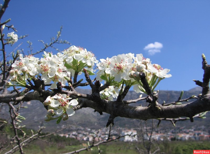 Цветущие деревья Приморья