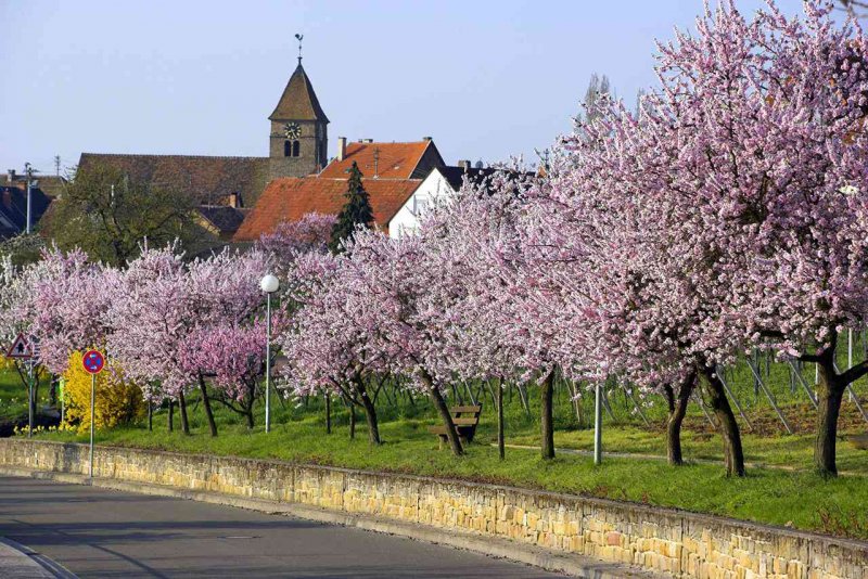 Цветение миндаля в Германии
