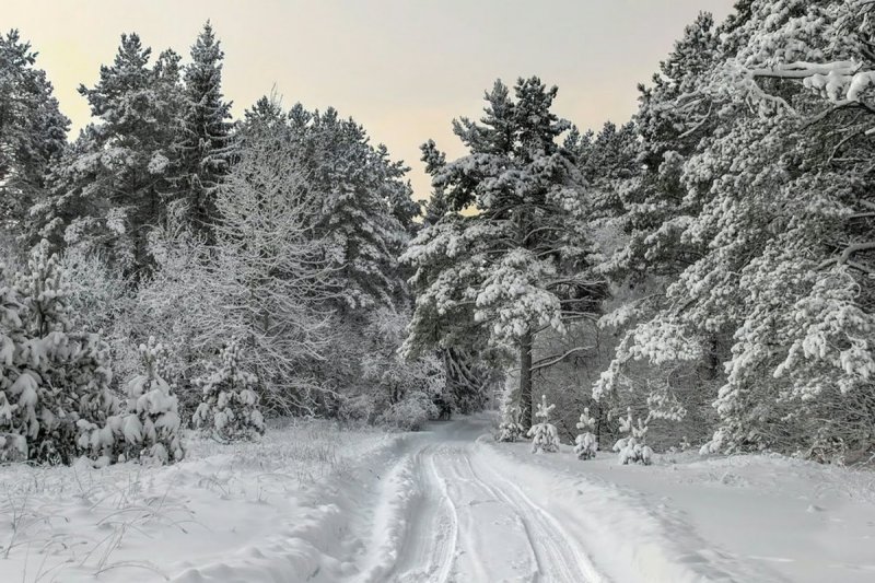 Зимняя дорога через лес