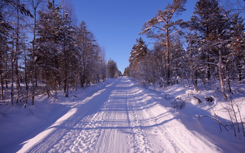 Зимняя Лесная дорога