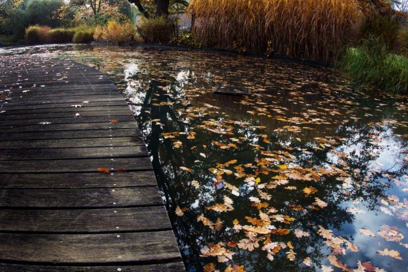 Осенний пейзаж деревья отражение в воде