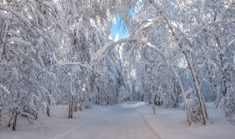 Зимний лес аллея