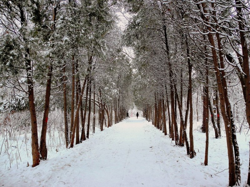 Глуховский парк зима