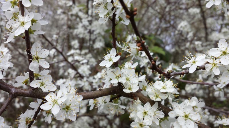 Цветущие плодовые деревья весной