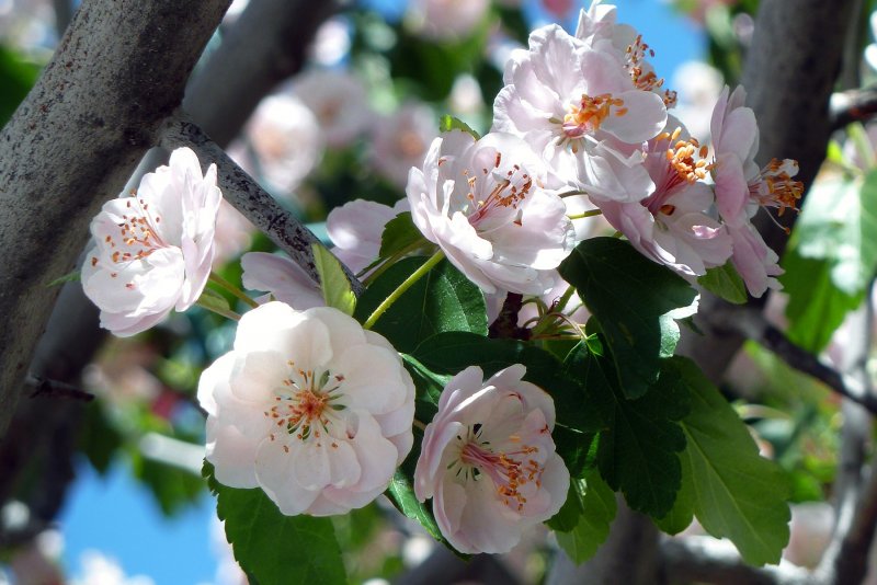 Плодовая вишня дерево цветет