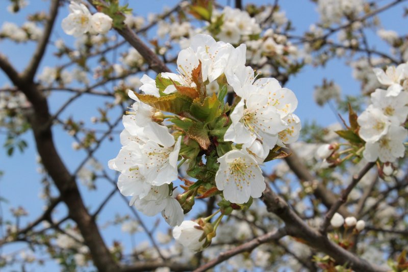 Цветение плодовых деревьев весной