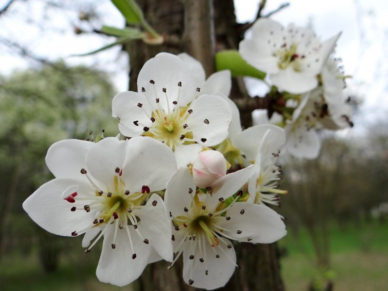 Цветение плодовых деревьев весной