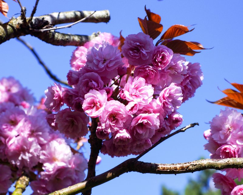 Плодовые деревья цветущие розовыми цветами
