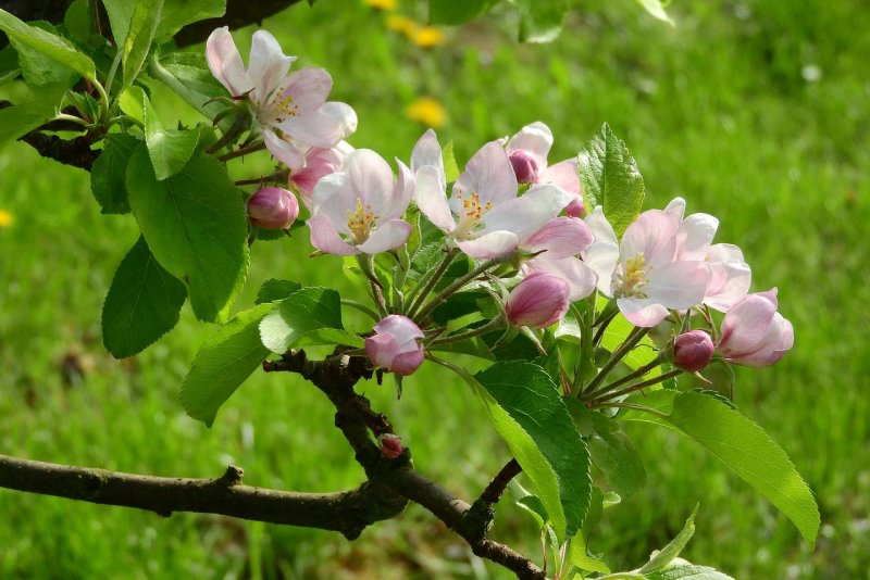 Дикая яблоня цветы