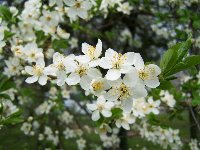 Яблоня Лесная цветение