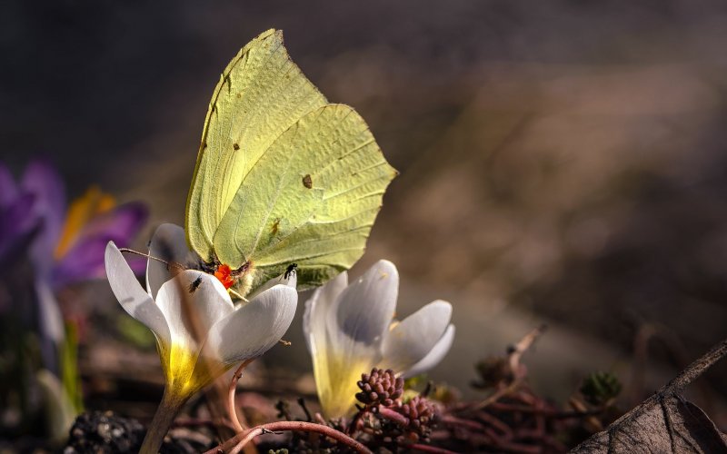 Первые весенние бабочки