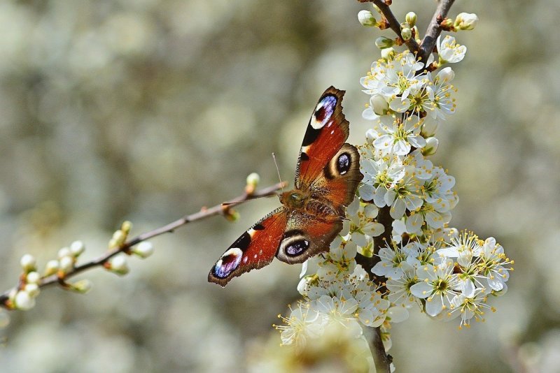 Первые бабочки весной