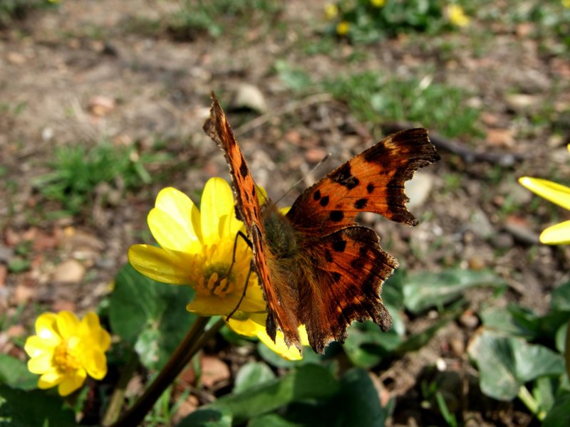 Бабочка крапивница весной