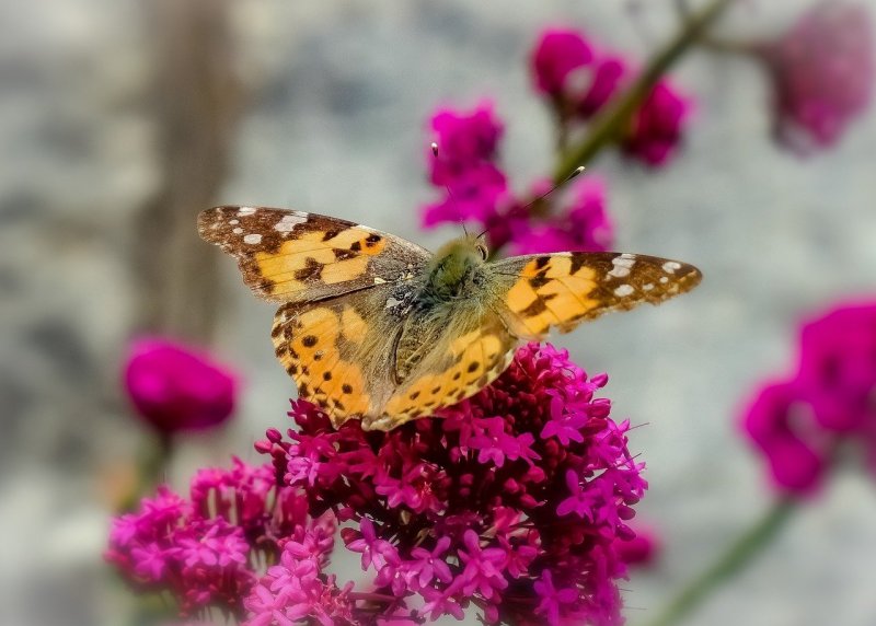 Пермские бабочки весной
