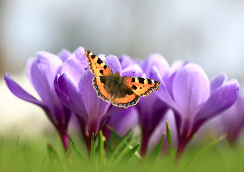 Коричневая бабочка весной