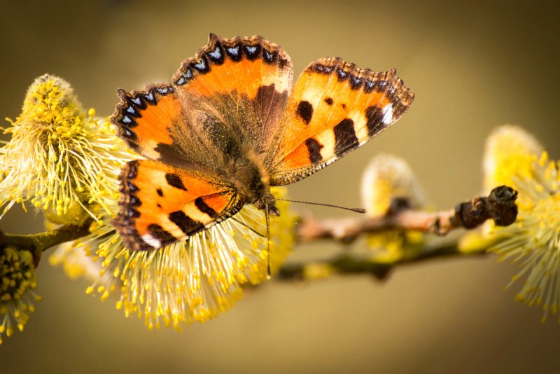 Первые бабочки