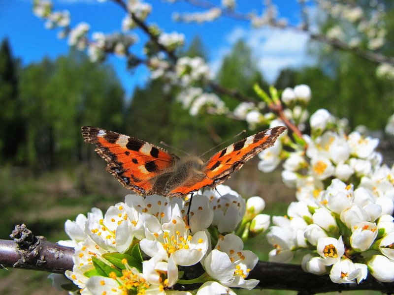Картинки Весна бабочки-крапивницы