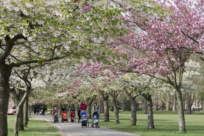 Цветущие деревья в Лондоне