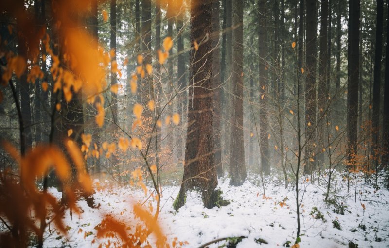 Первый осенний снег в лесу