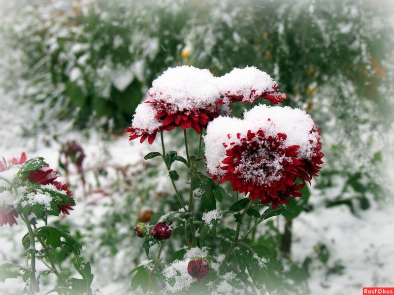 Хризантемы Дубки снег