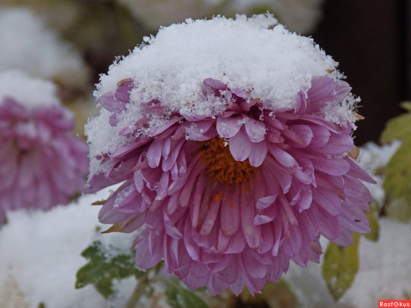 Хризантемы под снегом