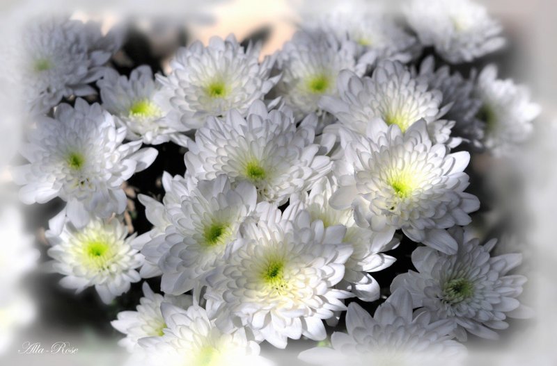 Красивые белые хризантемы