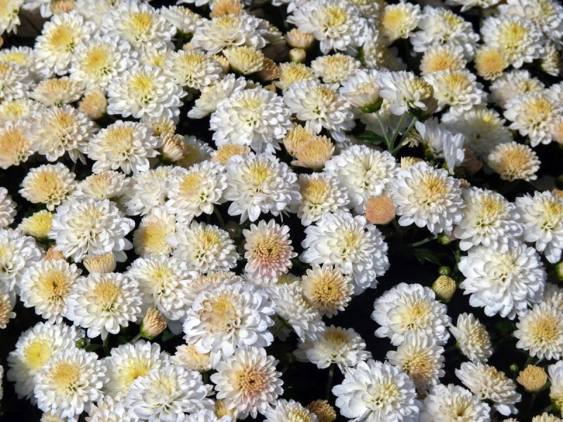 Цветение хризантем в Никитском Ботаническом саду