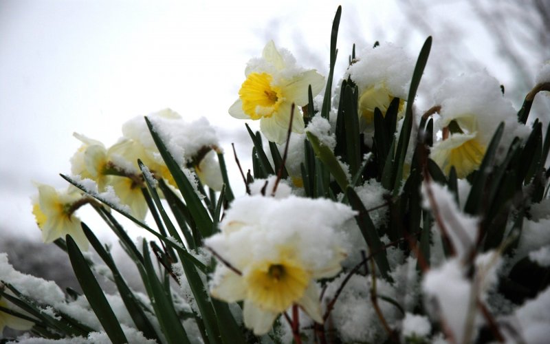 Нарцисс Frosty Snow